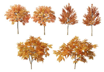 Fototapeta premium Autumn trees on a transparent background