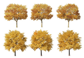 Fototapeta premium Autumn trees on a transparent background