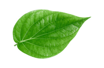 Fototapeta na wymiar green betel leaf isolated on transparent background,png