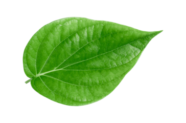 green betel leaf isolated on transparent background,png
