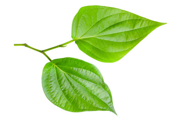 green betel leaf isolated on transparent background,png