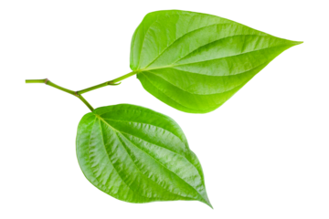 green betel leaf isolated on transparent background,png