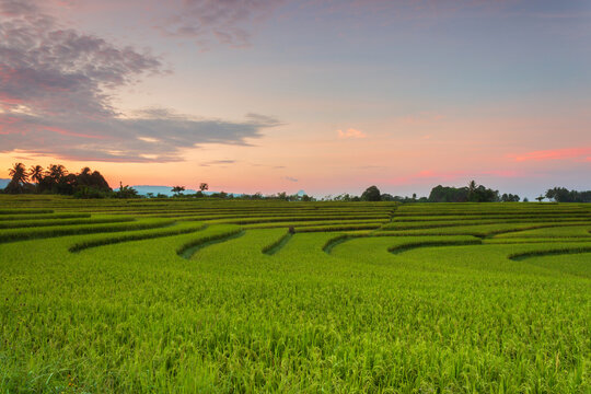 Beautiful morning view in Indonesia. Panorama of rice fields at sunrise