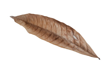 dry leaves isolated on transparent background Tropical dry leaves, png