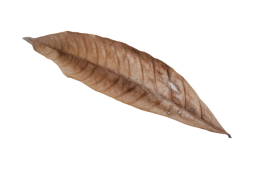 dry leaves isolated on transparent background Tropical dry leaves, png