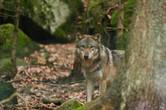 Portrait of a wolf (Canis lupus) in the nature habitat.  Portrait of gray wolf. 