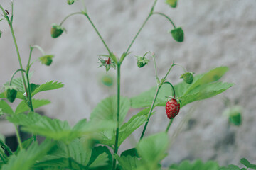 Small red wild strawberry. Unripe wild strawberry grows attached to the seedling. Cultivation of small fruits in the summer.