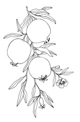 Pomegranate fruit branch. Fruit tree vector.