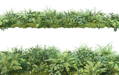 Shrubs and plants on a transparent background
