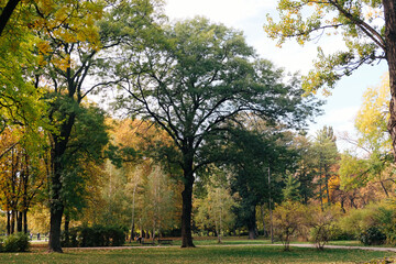 trees in the park in autumn