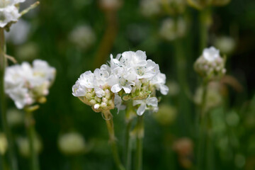 Sea Thrift Alba