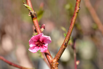 Peach tree Cresthaven