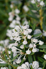 Bog rosemary Compacta