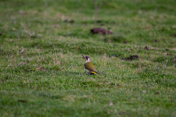 European green woodpecker (Picus viridis) large green woodpecker with a red head sitting on the ground in the grass, with a green background.