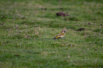 European green woodpecker (Picus viridis) large green woodpecker with a red head sitting on the ground in the grass, with a green background.