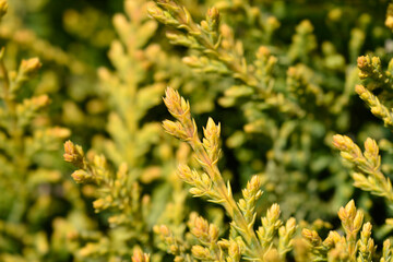 Leyland cypress Castlewellan Gold
