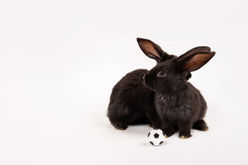 Two black rabbits with soccer balls isolated on a white studio background. Football game. Active hobby. Place for text. Players. Teamwork. Funny animal hare. Sports training. Sporting goods concept