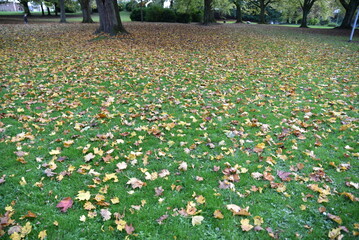 Feuilles mortes en automne