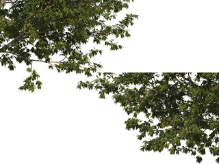 Foreground twigs on a transparent background
