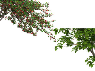 Foreground twigs on a transparent background
