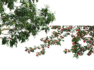 Foreground twigs on a transparent background
