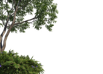 Foreground twigs on a transparent background
