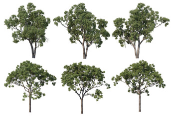 Tree on a transparent background
