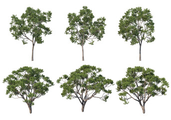 Tree on a transparent background
