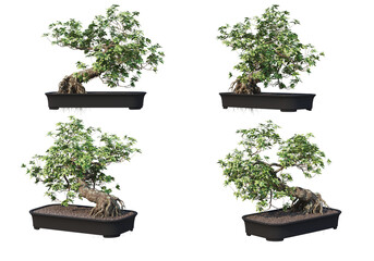 Bonsai on transparent background