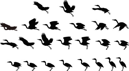 Fototapeta na wymiar Image sequence of duck flying for animation.