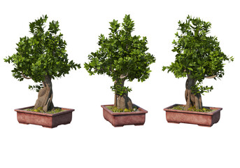 Bonsai on transparent background