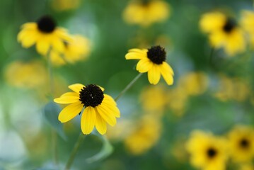 ルドベキア’ゴールドストラム’