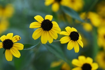 ルドベキア’ゴールドストラム’