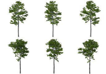 Tree on a transparent background