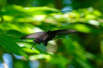 クロアゲハと新緑