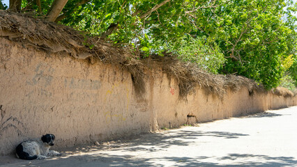 outdoors avenue in shiraz in Iran with a dog