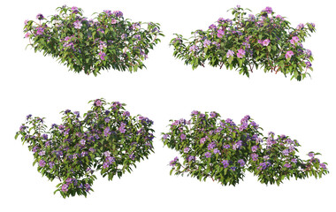 Shrubs and plants on a transparent background