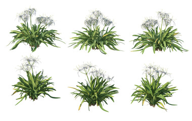 Shrubs and plants on a transparent background
