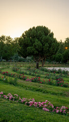 Eram garden with trees and flowers in Shiraz in Iran