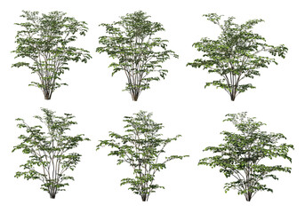 Tree on a transparent background