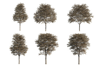 Tree on a transparent background © jomphon