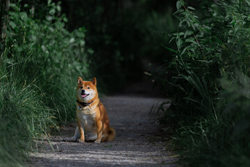 Shiba Inu smiling. Red dog sits in a field resting. Happy pet in nature.  - Powered by Adobe