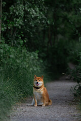 Naklejka na ściany i meble Shiba Inu smiling. Red dog sits in a field resting. Happy pet in nature. 