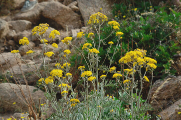 Helichrysum in bloom (curry plant) 