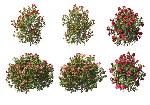 Flowers on a transparent background
