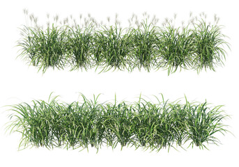 Grass on a transparent background
