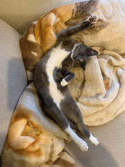 Grey white cat lying on a blanket 2