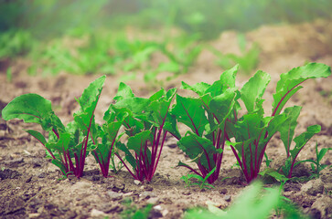 Young fresh beet leaves. Beetroot plants in a row from