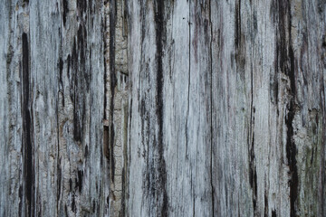 Wood texture . Natural barn wood floor. wall texture background pattern. Wood  boards are very old with a beautiful rustic look