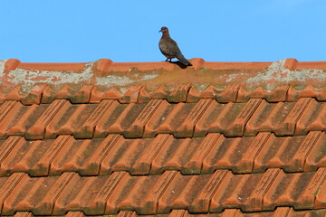 Red tiled roof on a residential building.